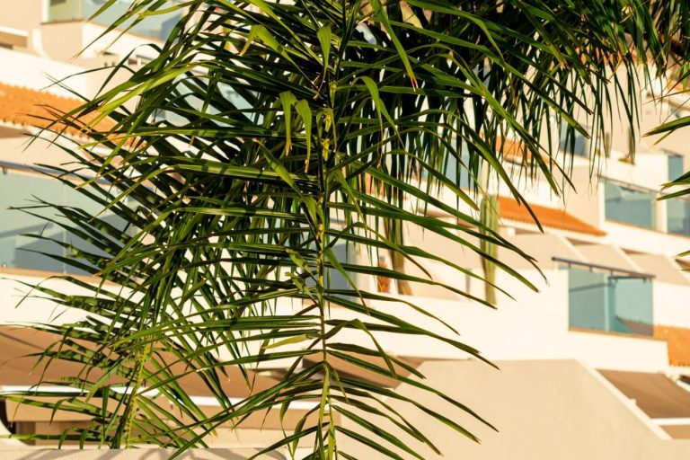 A green palm frond in front of a building with balconies and natural light in Benahavis. Book your in-home massage with SENSE8